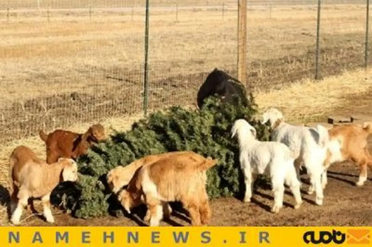 حمله بزها به نماد کریسمس+تصاویر