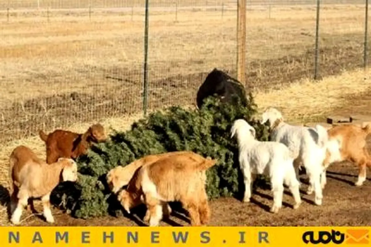 حمله بزها به نماد کریسمس+تصاویر
