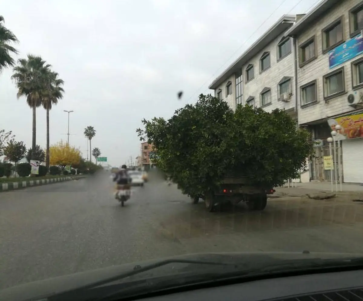 جنگل متحرک / عکس