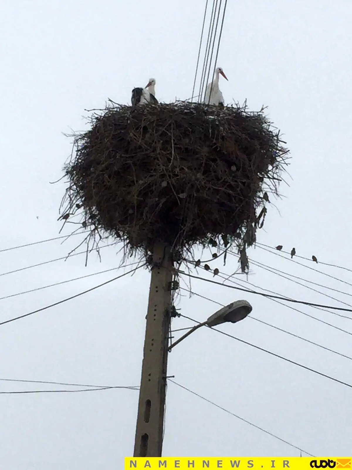 تصویری دیدنی از لانه ی لک لک / عکس