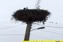 تصویری دیدنی از لانه ی لک لک / عکس