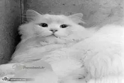 محبوب ترین گربه ایرانی در اروپا / عکس