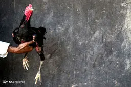 جنگ خروس‌ها در ماداگاسکار / تصاویر