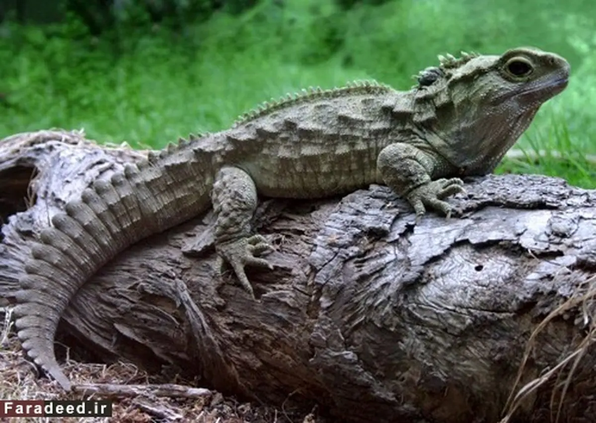 "جانوری سه چشم" که برای تخم‌گذاری 38 سال زمان نیاز دارد!