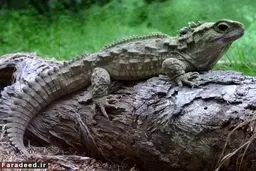 "جانوری سه چشم" که برای تخم‌گذاری 38 سال زمان نیاز دارد!