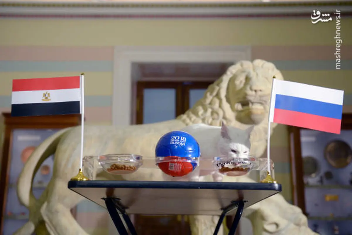 پیشگویی جدید گربه جنجالی جام جهانی/عکس