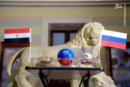 پیشگویی جدید گربه جنجالی جام جهانی/عکس