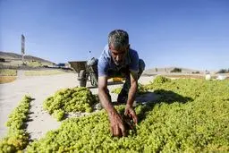 برداشت انگور و استحصال کشمش در ملایر / تصاویر
