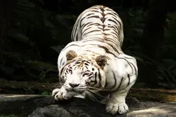 زیبایی خیره کننده این حیوانات ماتتان میکند / تصاویری