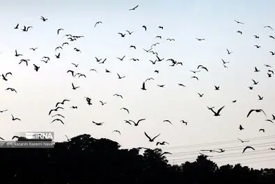 پرندگان مهاجر دریاچه چیتگر