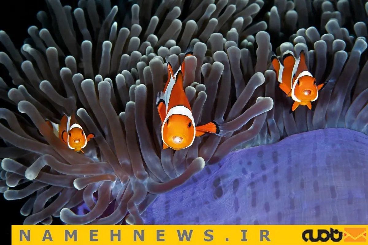 تصاویری حیرت انگیز از اعماق اقیانوس