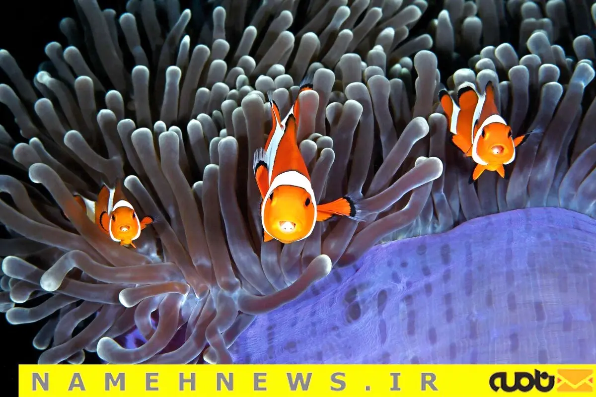 تصاویری حیرت انگیز از اعماق اقیانوس