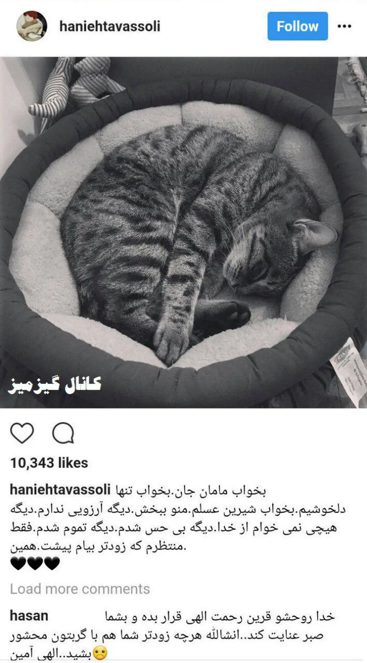 واکنش عجیب هانیه توسلی به مرگ گربه‌ش/عکس