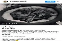 واکنش عجیب هانیه توسلی به مرگ گربه‌ش/عکس