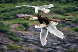 فداکاری جوجه مرغ دریایی برای رهایی پدرش از چنگال عقاب/عکس