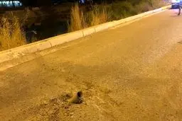 خودزنی عجیب رژیم تروریستی آمریکا در خاک عراق/ آیا کاخ سفید عملیات انتقام حشدالشعبی را متوقف می‌کند؟