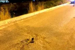 خودزنی عجیب رژیم تروریستی آمریکا در خاک عراق/ آیا کاخ سفید عملیات انتقام حشدالشعبی را متوقف می‌کند؟