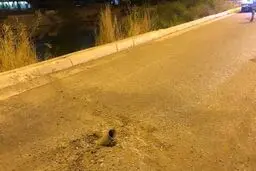 خودزنی عجیب رژیم تروریستی آمریکا در خاک عراق/ آیا کاخ سفید عملیات انتقام حشدالشعبی را متوقف می‌کند؟