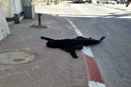 یک زن فلسطینی توسط صهیونیست‌ها به شهادت رسید/ تصاویر