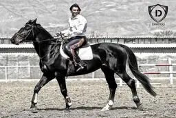 سید مهدی رحمتی سوار بر اسب زیبایش/ عکس