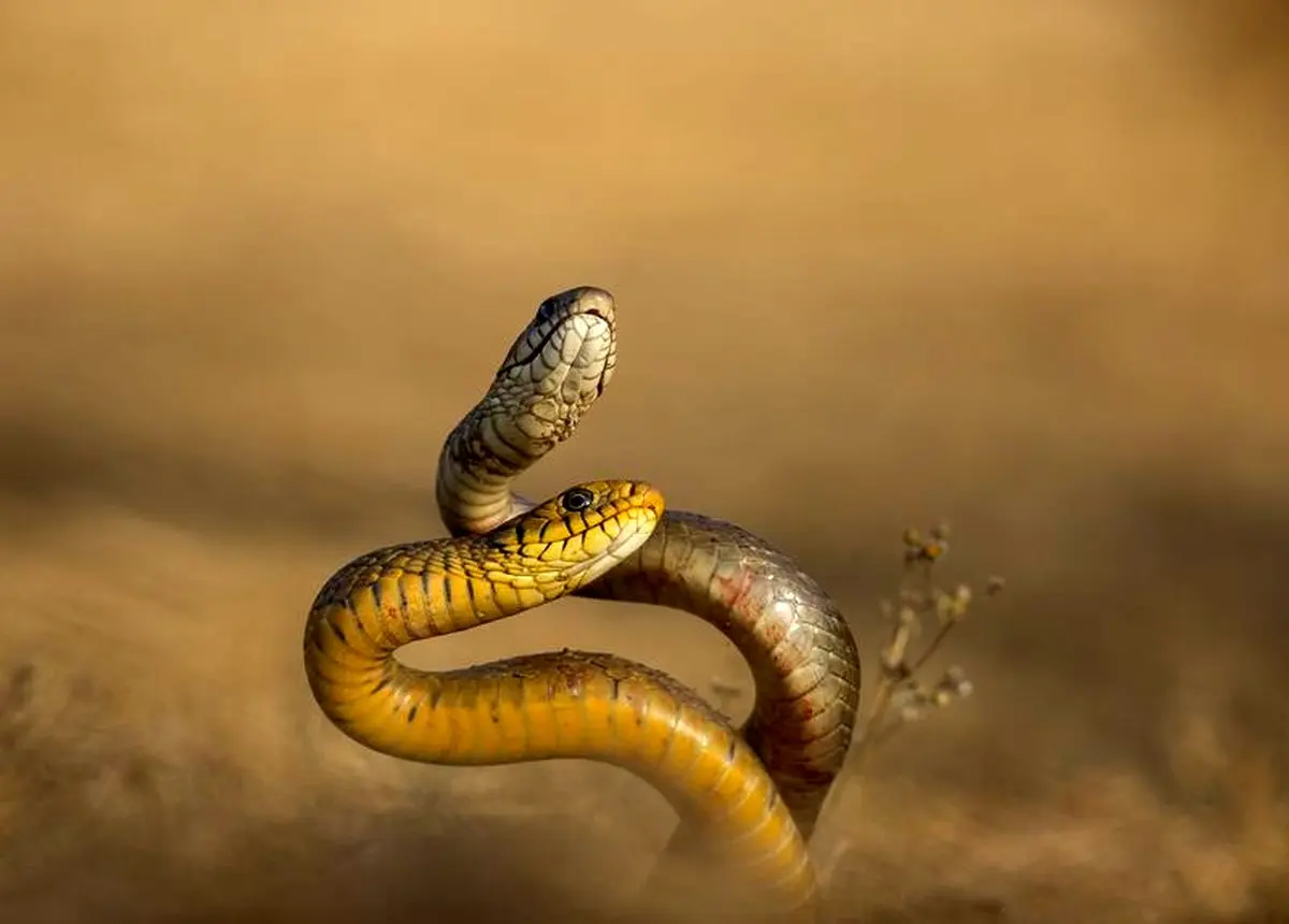 رقص مارها در عکس روز نشنال جئوگرافیک/عکس