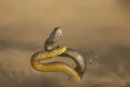رقص مارها در عکس روز نشنال جئوگرافیک/عکس
