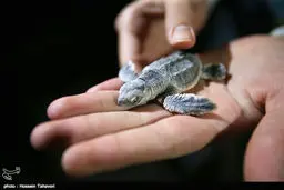 تولد لاکپشت های پوزه عقابی در کیش/عکس