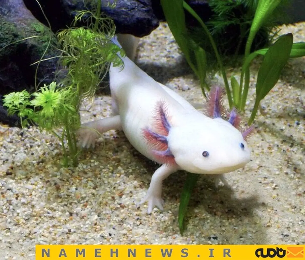 ماهی که ۴دست و پا راه می رود/ عکس