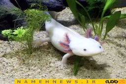 ماهی که ۴دست و پا راه می رود/ عکس
