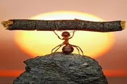 مورچه ورزشکار / عکس