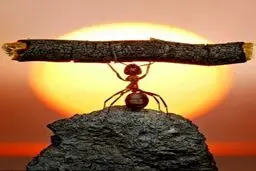 مورچه ورزشکار / عکس