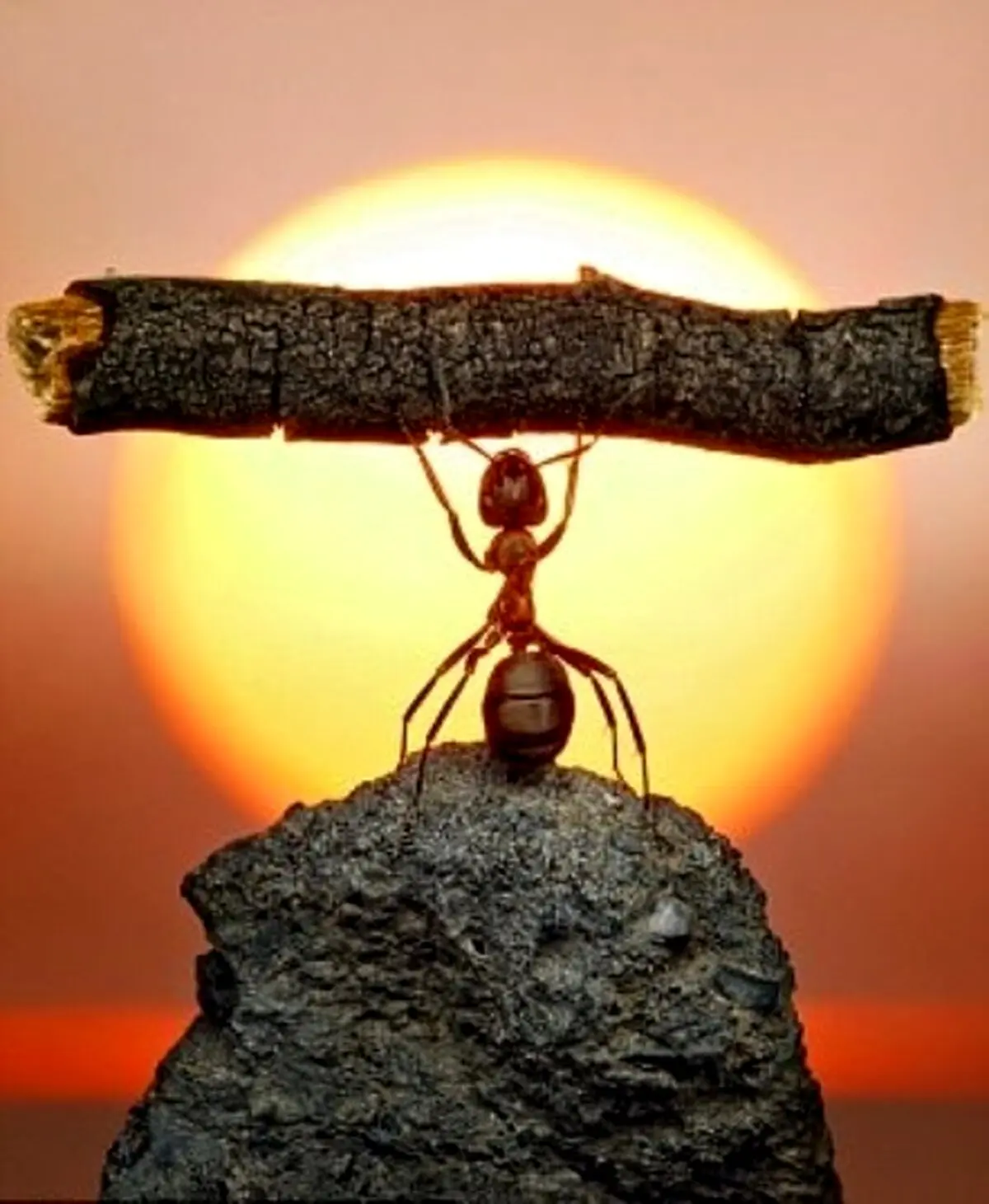 مورچه ورزشکار / عکس