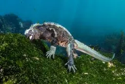 تصویری عجیب از موجود همه‌چیزخوار در کف اقیانوس