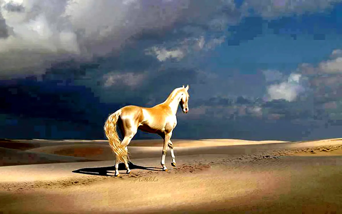 زیباترین اسب جهان (+عکس)