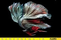 زیباترین پرتره‌های ماهی که تا به حال دیده اید / تصاویر