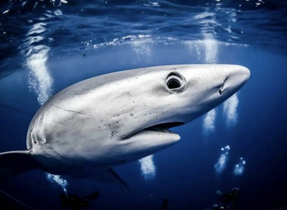 در یک قدمی کوسه/ عکس