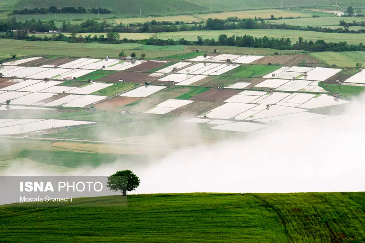 تصاویری رویایی از شالیزارهای برنج مازندران