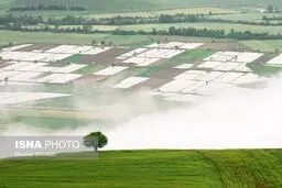 تصاویری رویایی از شالیزارهای برنج مازندران