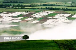 تصاویری رویایی از شالیزارهای برنج مازندران