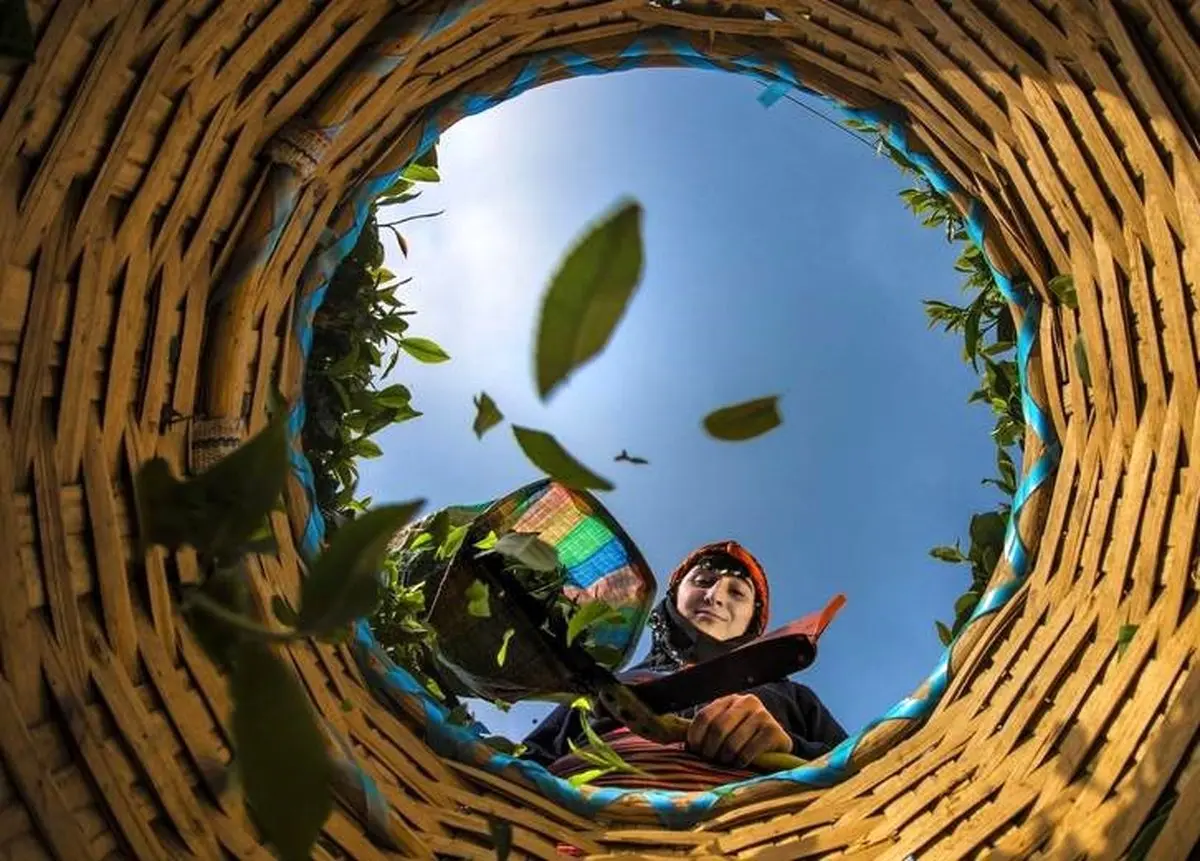 عکس روز نشنال جئوگرافیک