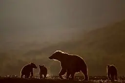 دنیای خرس‌‌های قهوه‌ای در روسیه/تصاویر