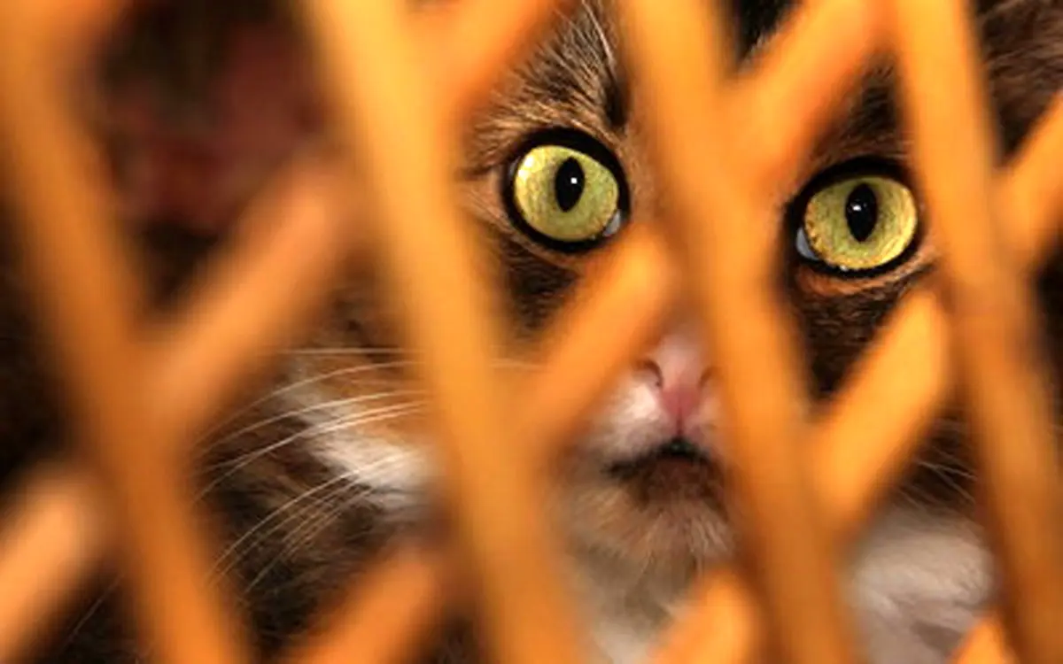 این تصاویر زیبا را ببینید!