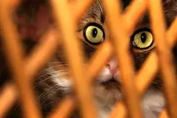 این تصاویر زیبا را ببینید!