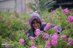 عکس/ کاشت گل محمدی در خراسان جنوبی