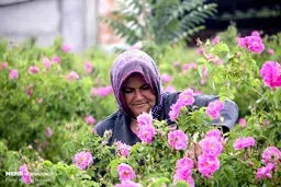 عکس/ کاشت گل محمدی در خراسان جنوبی