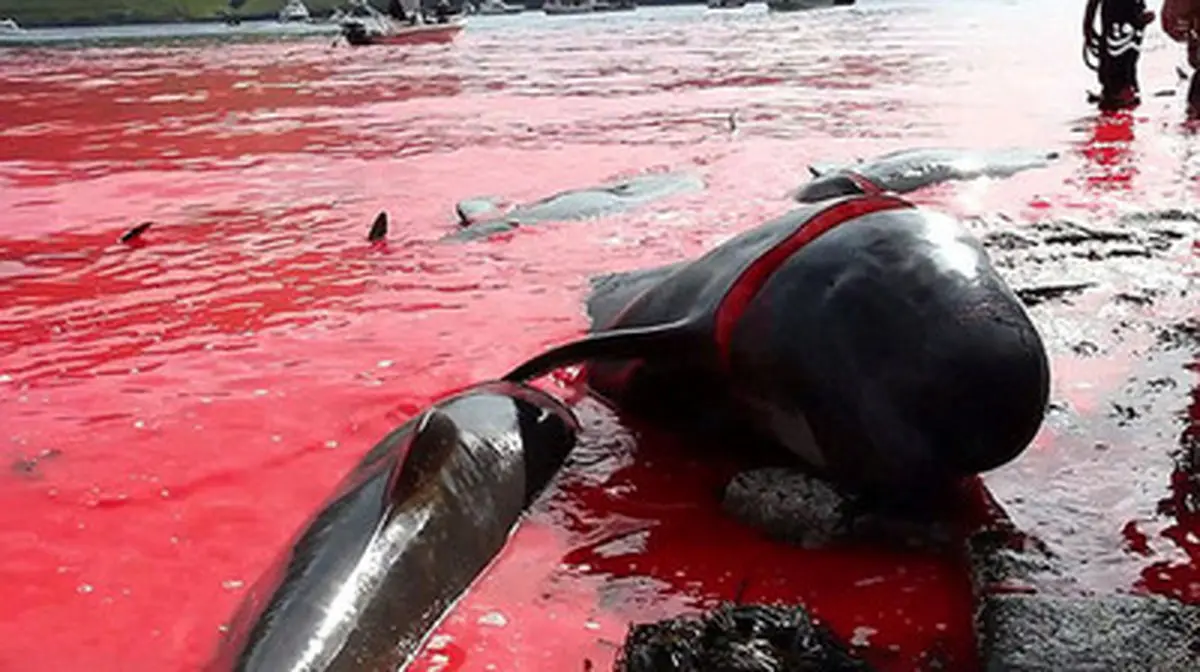 قتل عامی که دریا را رنگ خون کرد/تصاویر