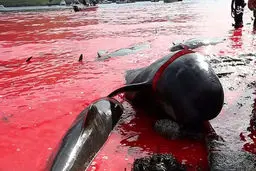 قتل عامی که دریا را رنگ خون کرد/تصاویر