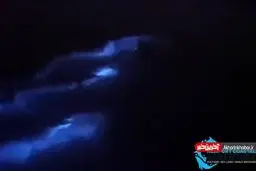 شنای نورانی دلفین ها همه را محو می کند! + ویدئو