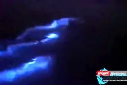 شنای نورانی دلفین ها همه را محو می کند! + ویدئو