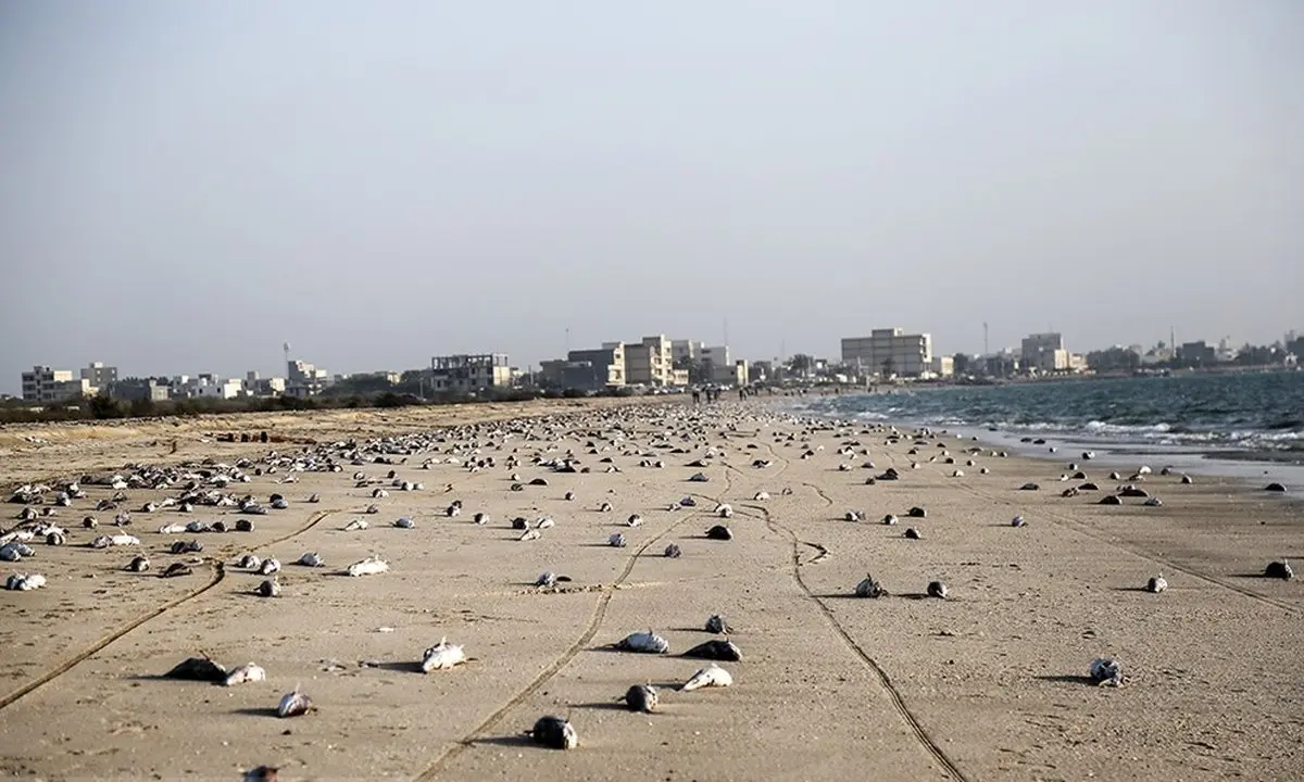 فاجعه مرگ گربه ماهی‌ها در ساحل جاسک+عکس‌ها